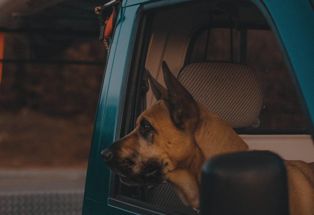 Den Hund im Auto mitnehmen: Wie sichert man tierische Begleiter?